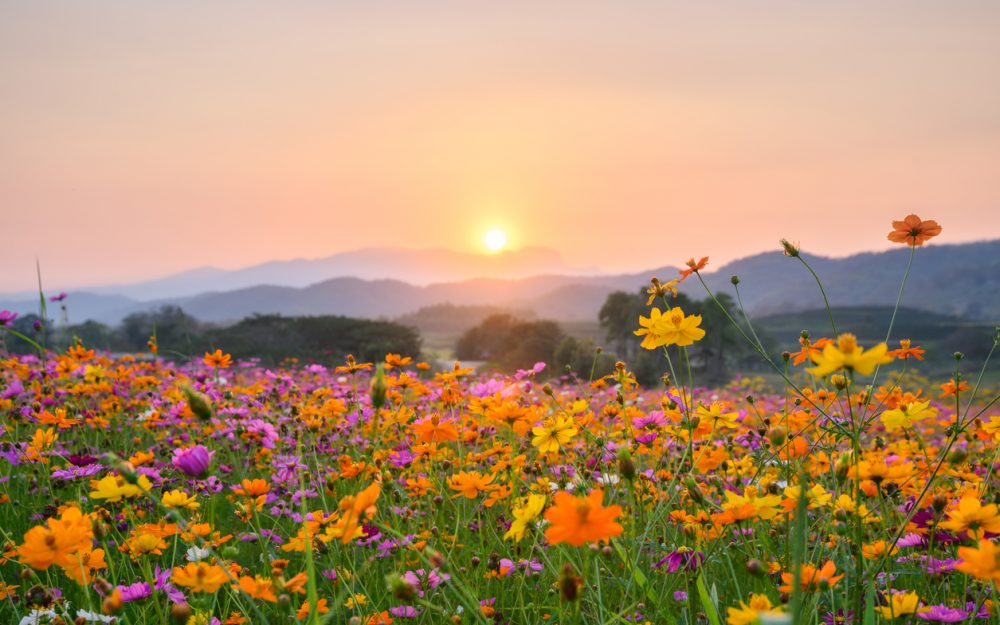 Sunset over mountain with colorful cosmos fields